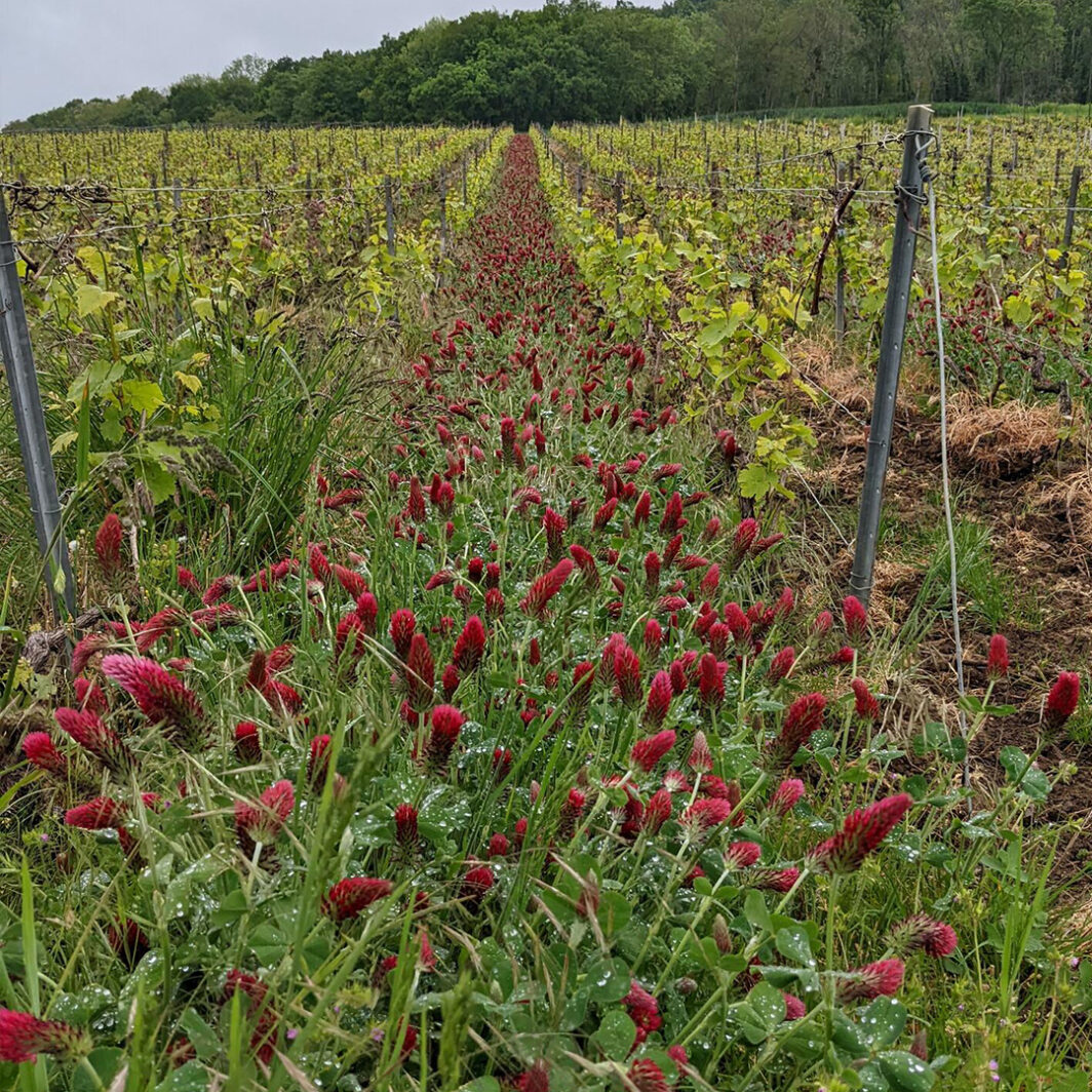 Balades en Vignes – Image 5